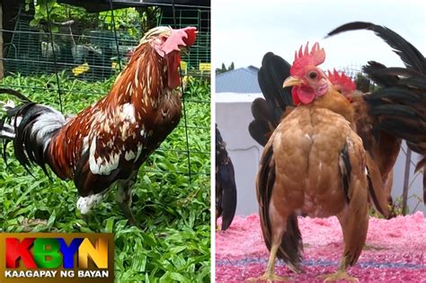 manok panabong breed|ALAMIN: Manok na mayabang, manok na tumatawa, atbp. .